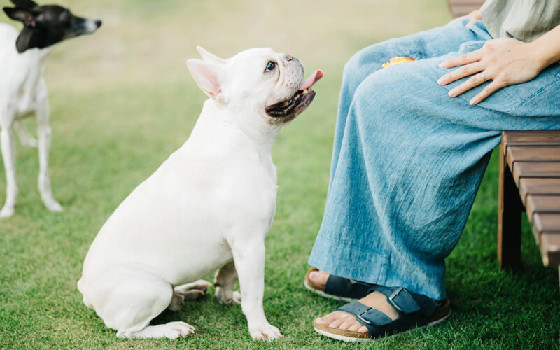 犬イメージ